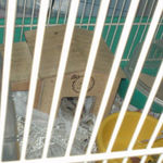 気持ちよさそうに寝てるのんちゃん