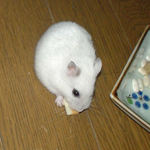 ハム用チーズを食べるアイ