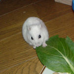 小松菜を食べるアイ