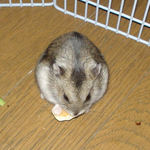 チーズを食べるユウキ