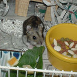 小松菜を食べるのんちゃん