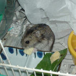 チーズを食べるのんちゃん