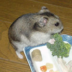 ブロッコリーにかじりつこうとするユウキ