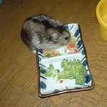 乾燥野菜を食べるのんちゃん