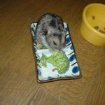 ブロッコリーを食べるのんちゃん