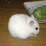 ブロッコリーを食べてるアイ