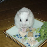 蒸鶏ささみを食べようとしているアイ