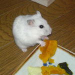 カボチャ、うまっ