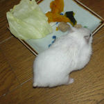 臭腺をこすりつけるアイ