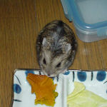 かぼちゃを食べるのんちゃん