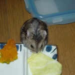 キャベツ大好きのんちゃん