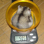 体重は余り変わらず