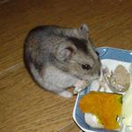 カボチャを食べるユウキ