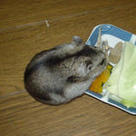 キャベツも食べてます