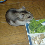 ブロッコリーを食べるユウキ