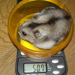 男前豆腐を食べています