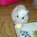 ハム用チーズを食べるアイ