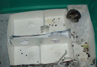 のんちゃんの使い方