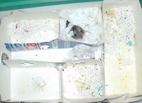 今日ののんちゃんの地下型巣箱