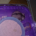 ケージの2階に居るユウキ