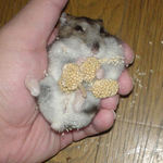 ちょっとじたばた