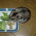 ブロッコリーを食べるユウキ