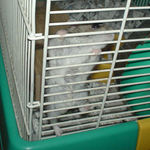 ケージを登るのんちゃん