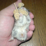 のんちゃんも腹出し食い