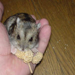 すぐに腹出し食いはやめてしまいました