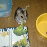 ブロッコリーを食べるのんちゃん