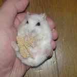 おとなしく見えます