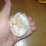 相変わらず、下半身にはハゲが残っています。