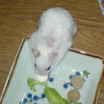 アメリペットを食べるアイ