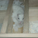 ようやく出てきたアイ