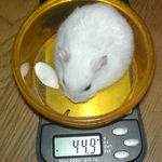 体重は減少気味