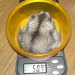 体重は変わらず