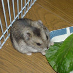 小松菜にかじりつくユウキ