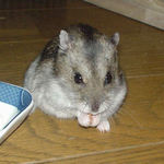 ミルワームを食べるユウキ