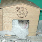 眠そうなのんちゃん