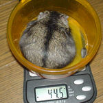 のんちゃんも体重減少気味