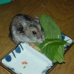 のんちゃんも小松菜に齧りついています。