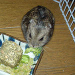 ブロッコリーを食べるのんちゃん