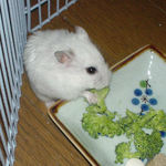 ブロッコリーを食べるアイ