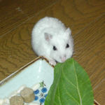 青梗菜をかじりながらもカメラ目線