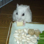 ハム用チーズを食べるアイ