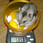 体重は変わらず