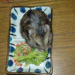 ブロッコリーを食べるのんちゃん