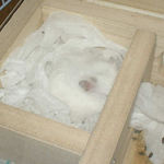 寝室に居るアイ