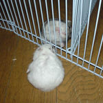 のんちゃんとアイ対面