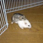 交尾をこころみるのんちゃん